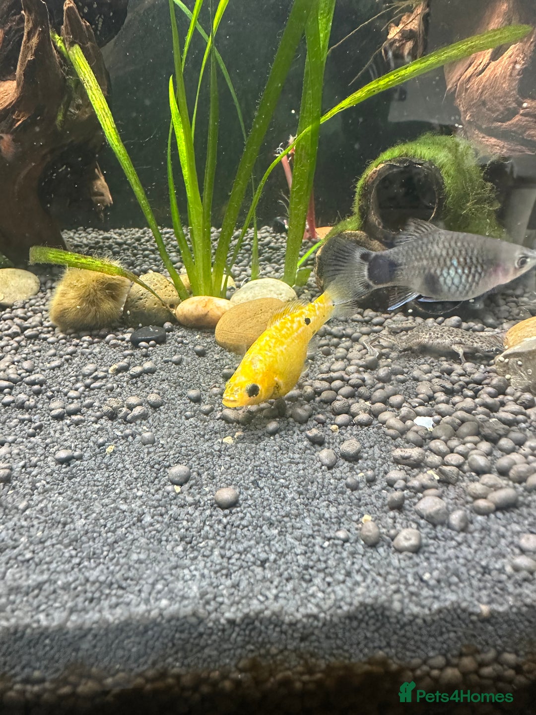 Mollies fish for sale: 3 female mollies  - Image 4