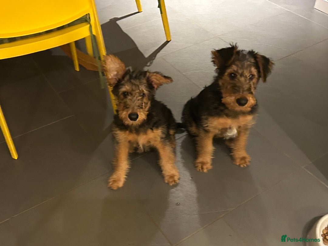 Airedale Terrier dogs for sale: Beautiful Airedale boy looking for his new home  - Advert 5
