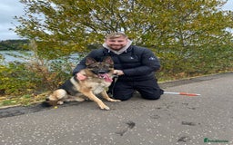 German Shepherd dogs for stud: West German working line for studying  - Image 2