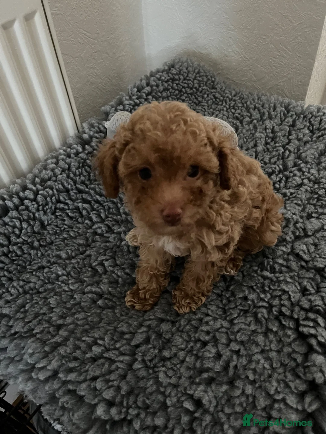 Toy Poodle dogs for sale: Tiny little toy poodle Ready Now ! - Advert 2