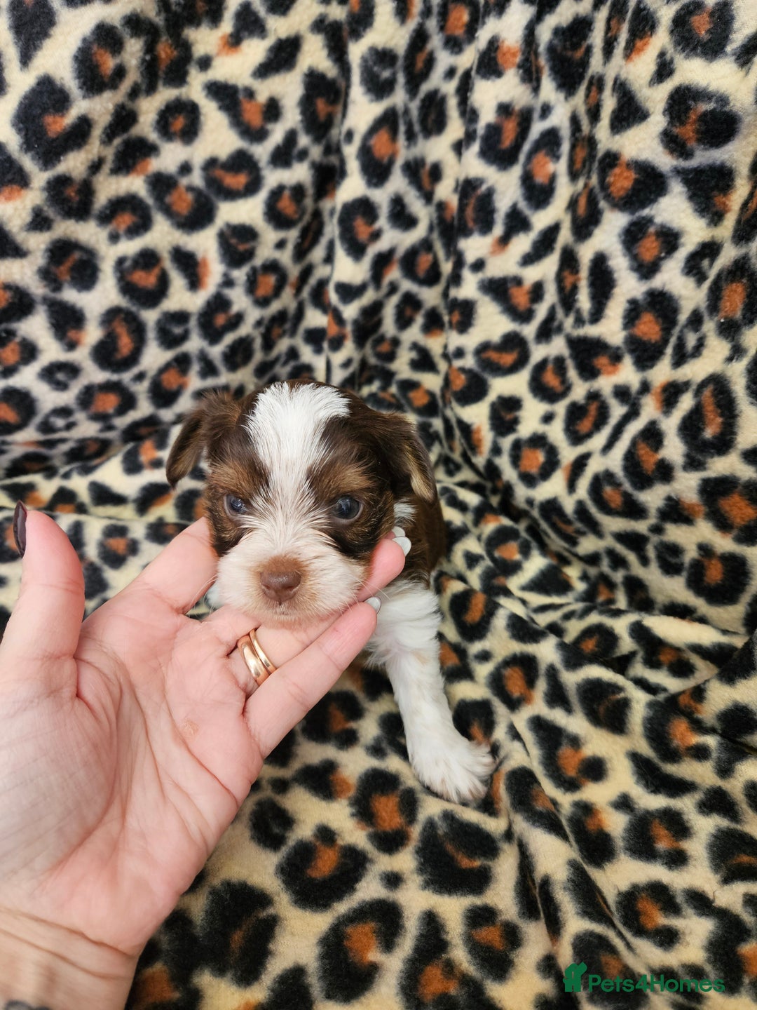 Yorkshire Terrier dogs for sale: 🤎 DNA tested parents 🤎 Yorkie puppies  - Advert 11