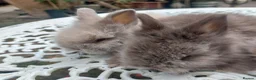 Angora rabbits for sale: PUREBRED TEDDYDWERG BABIES  - Advert 5