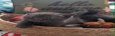 British Shorthair 8