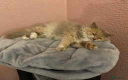 British Longhair cats for sale: British Shorthair -Longhair variant GCCF Female - Image 9