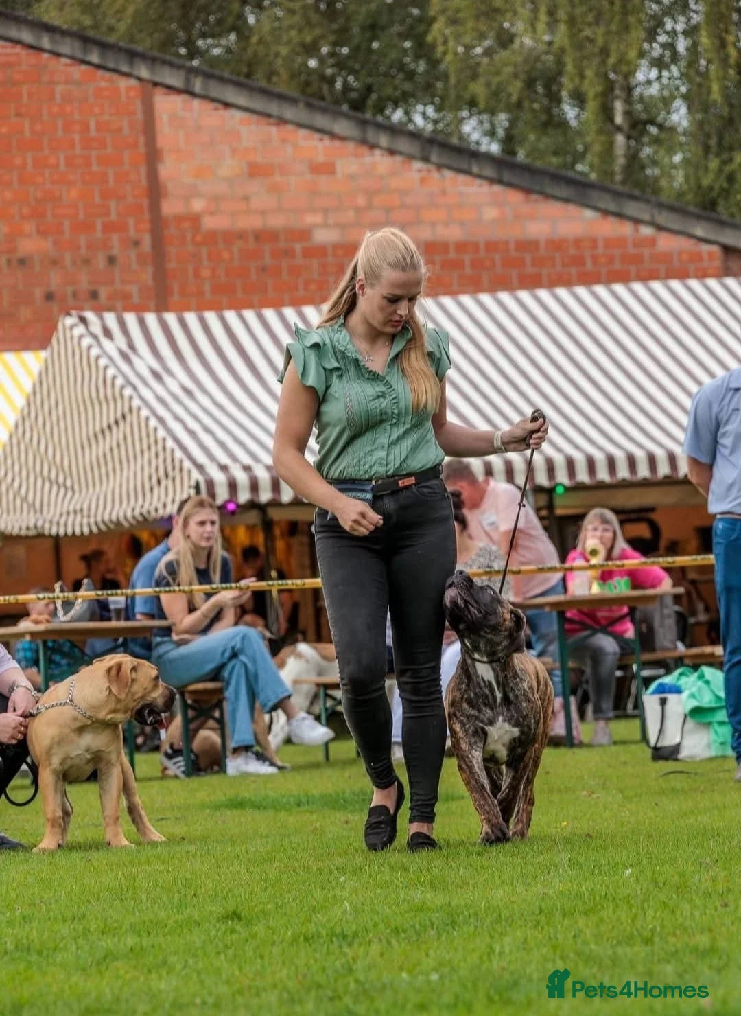 Boerboel dogs for sale: Beautiful boerboel girl available  - Advert 2