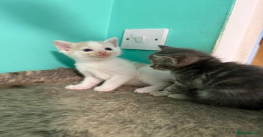 Maine Coon cats - Advert 16