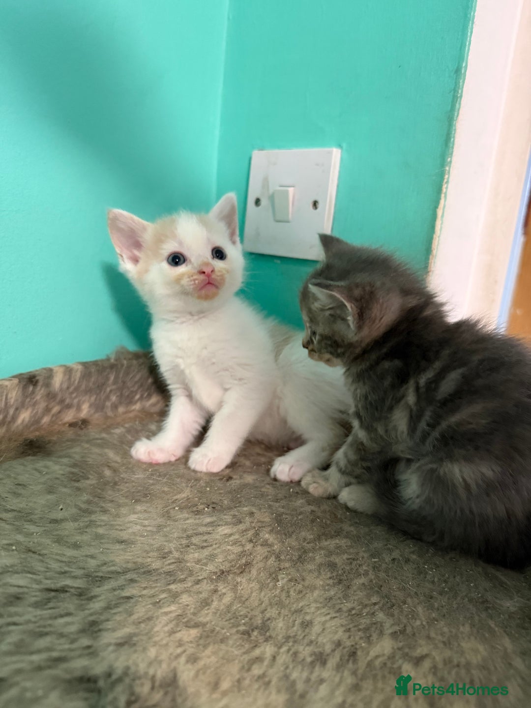 Maine Coon cats for sale: Adorable Half Maine Coon Kittens for Sale  - Image 3