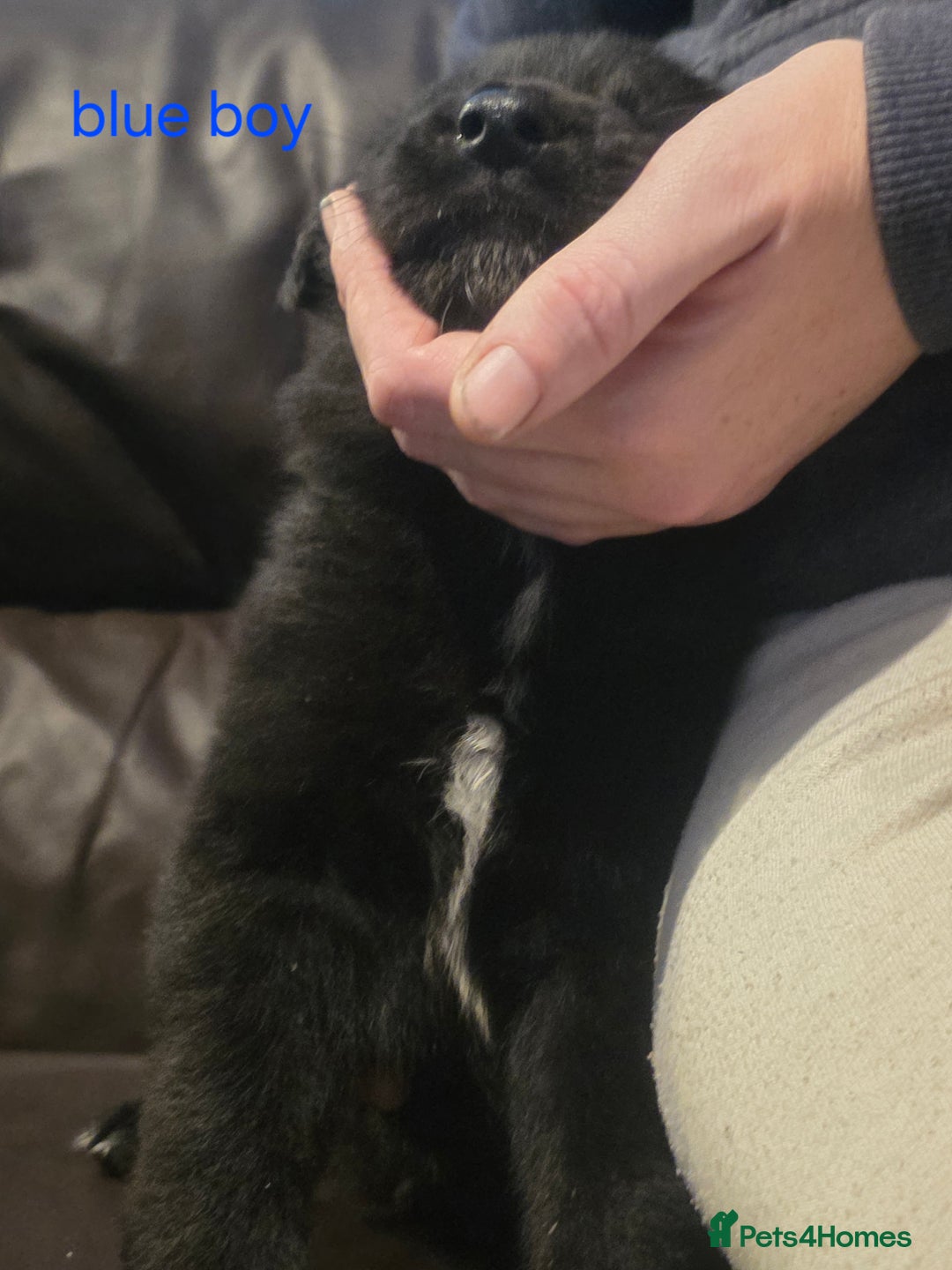 Shepsky dogs for sale: 7 beautiful shepsky puppies - Advert 13