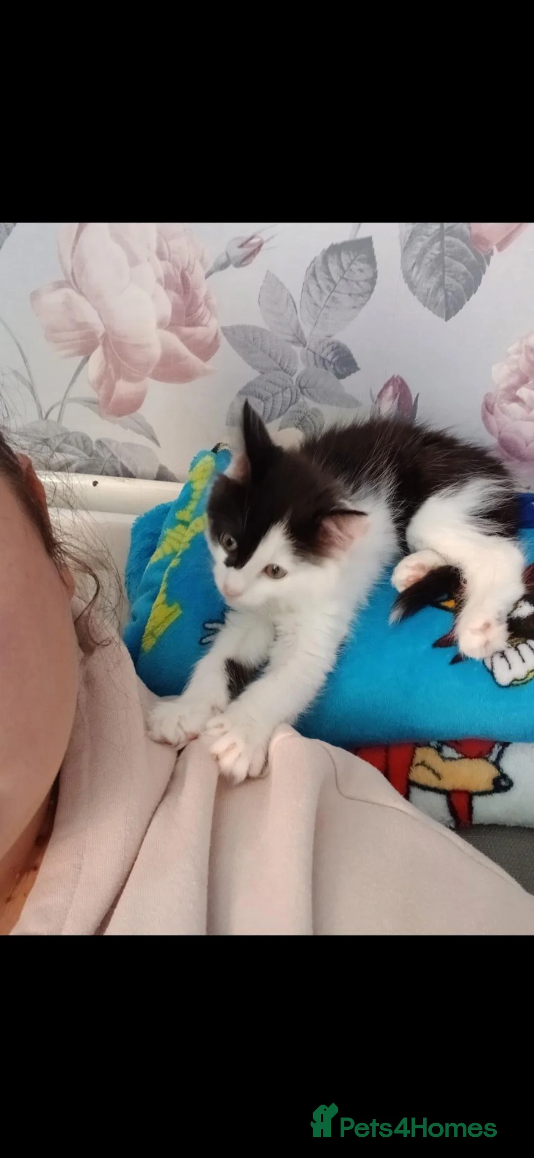 Mixed Breed cats for sale: Kitten  - Advert 2