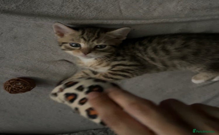 Mixed Breed cats - Advert 12