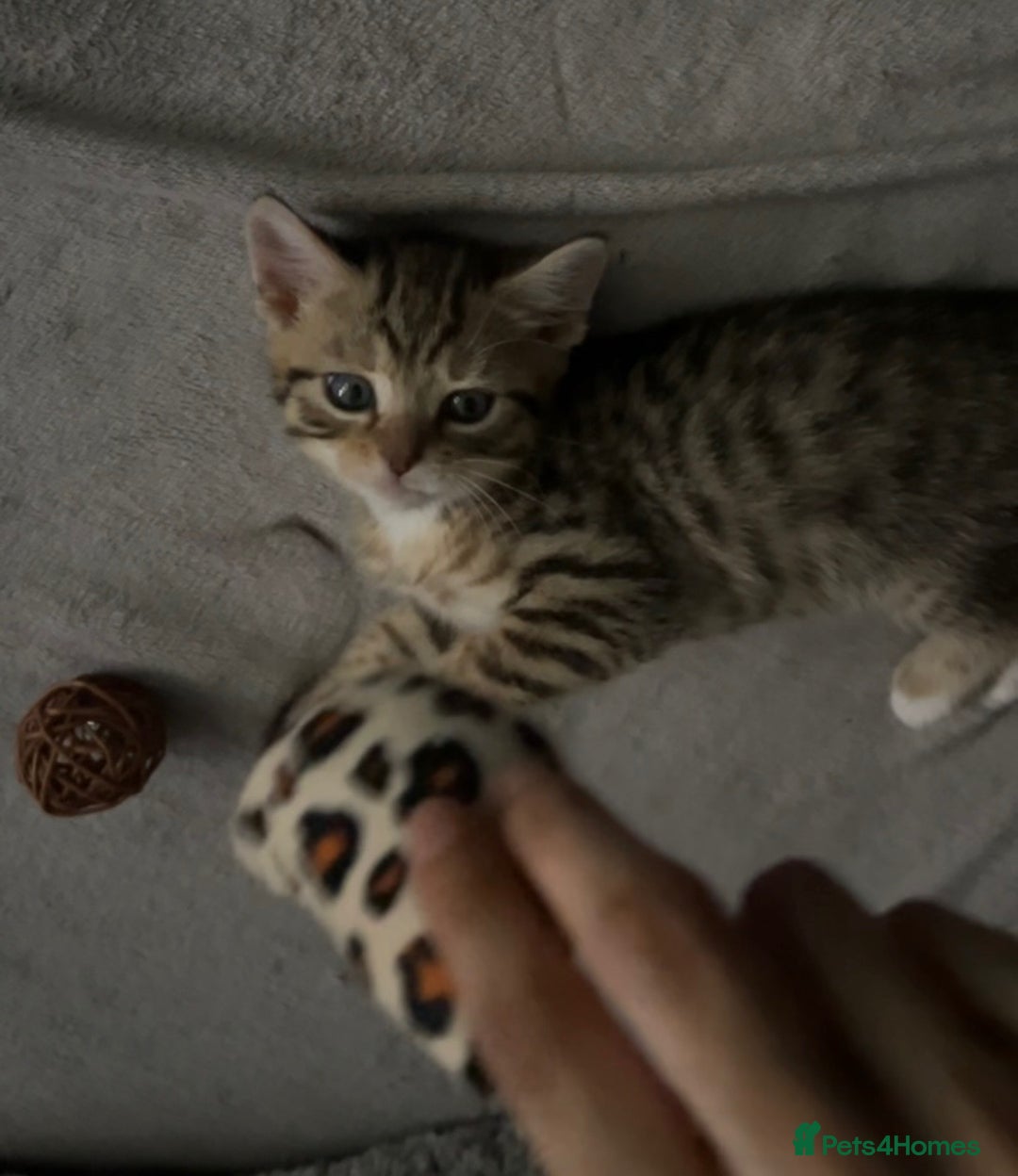 Mixed Breed cats for sale: Two adorable British Shorthair X Bengal Kittens - Image 1