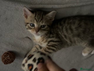 Mixed Breed cats - Advert 20