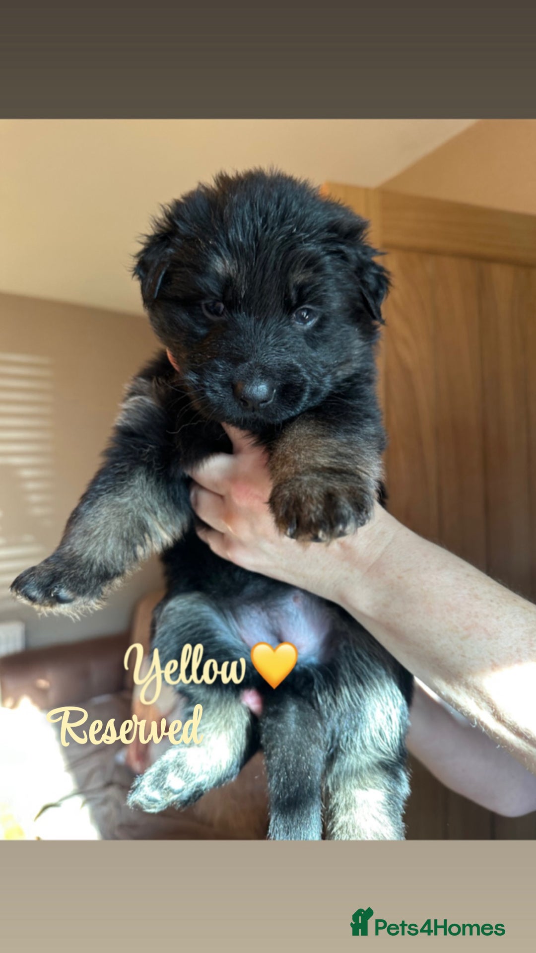 German Shepherd dogs for sale: Pedigree German Shepherd Puppies - Advert 10