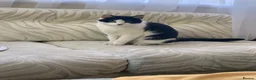 Mixed Breed cats for sale: Gorgeous kittens for sale in Skelmersdale - Advert 1