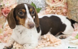 Miniature Dachshund dogs for sale: KC Miniature Dachshund Puppies - Image 17