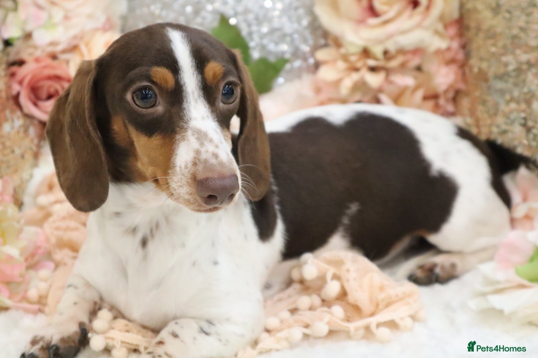 Miniature Dachshund dogs for sale: KC Miniature Dachshund Puppies - Image 17
