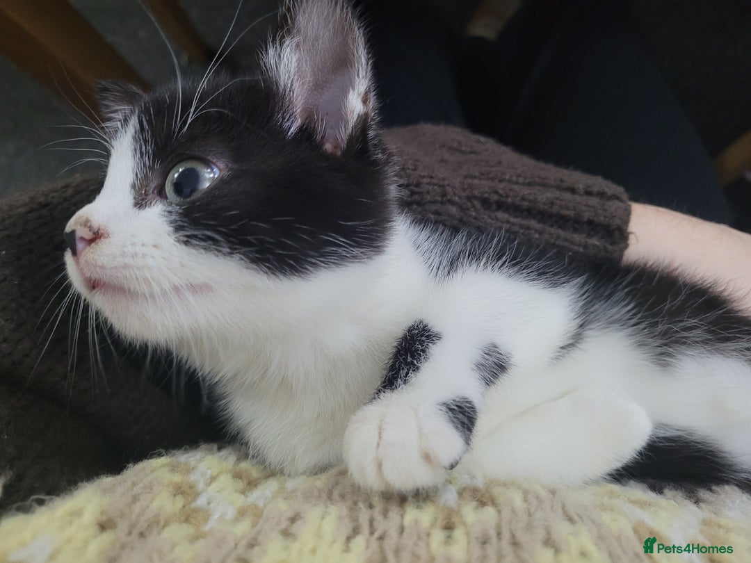 Mixed Breed cats for sale: Beautiful Female Kitten for Sale - Advert 4