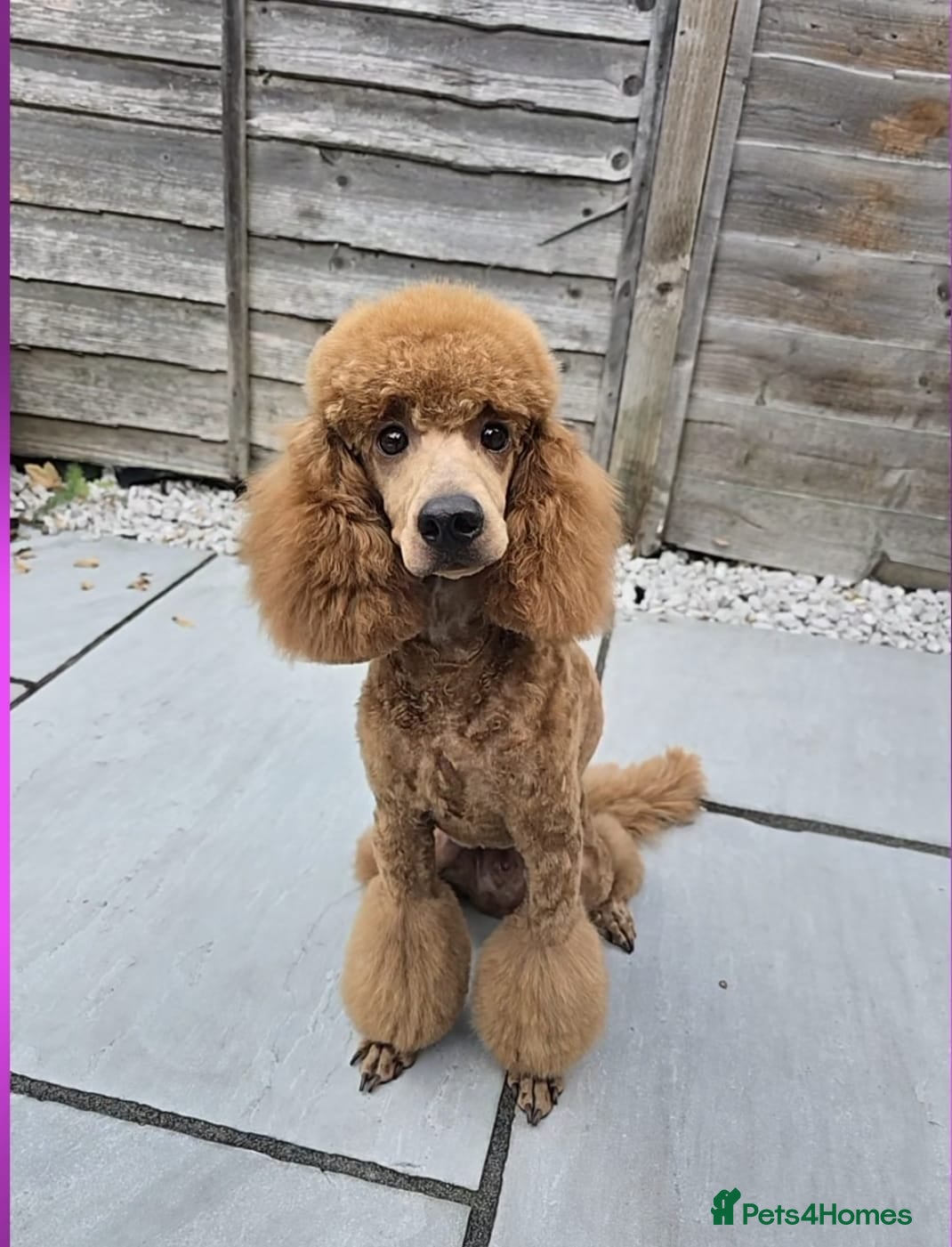 Miniature Poodle dogs Gorgeous Red Miniature Poodle Boy - 14 Months Old  - Advert 9