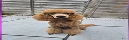Miniature Poodle dogs for sale: Gorgeous Red Miniature Poodle Boy - 14 Months Old  in Bracknell - Advert 1