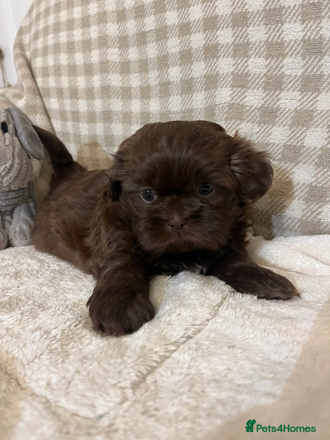 Shih Tzu dogs for sale: Adorable lavender & chocolate Shih Tzu puppies  - Advert 14