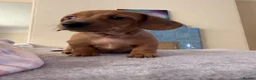 Miniature Dachshund dogs for sale: RED DAPPLE MINIATURE DACHSHUND  - Advert 9