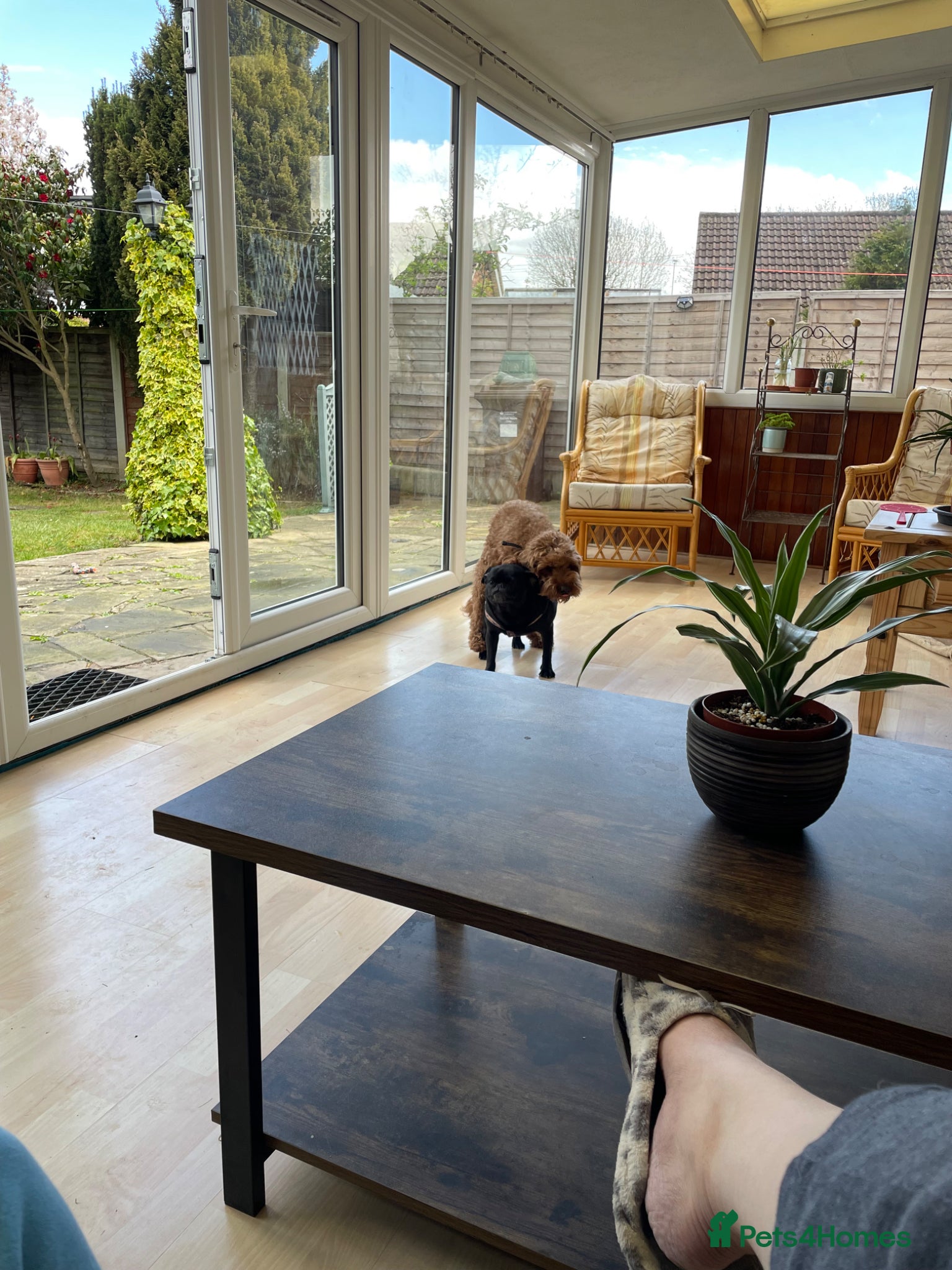 Cavapoo dogs for stud: Stud  - Advert 8
