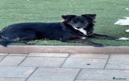 Mixed Breed dogs for adoption: Cute Briggie looking for LOVE - Image 8