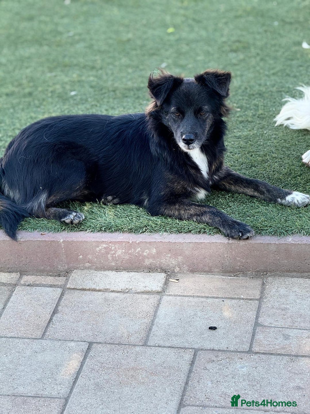 Mixed Breed dogs for adoption: Cute Briggie looking for LOVE - Image 8
