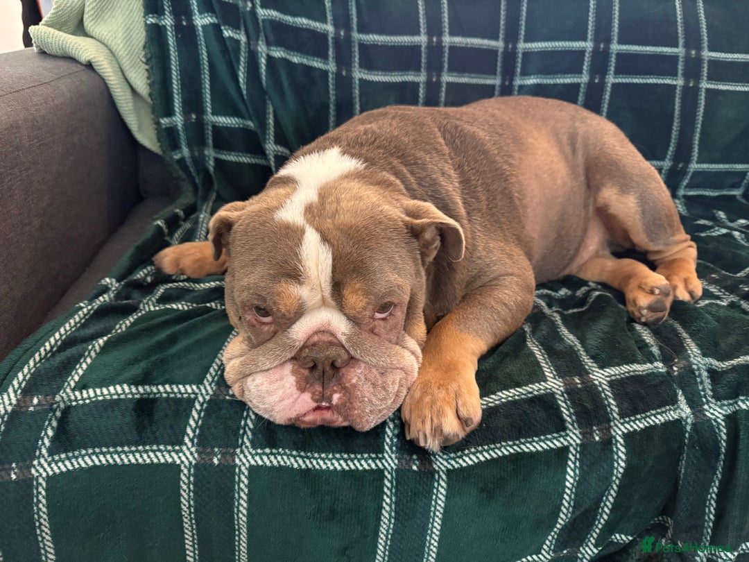 English Bulldog dogs for sale: Rehomimg due to break up - Image 2