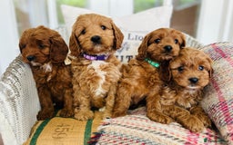 Cavapoo dogs for sale: Adorable Health Tested Cavapoo Puppies - Image 1