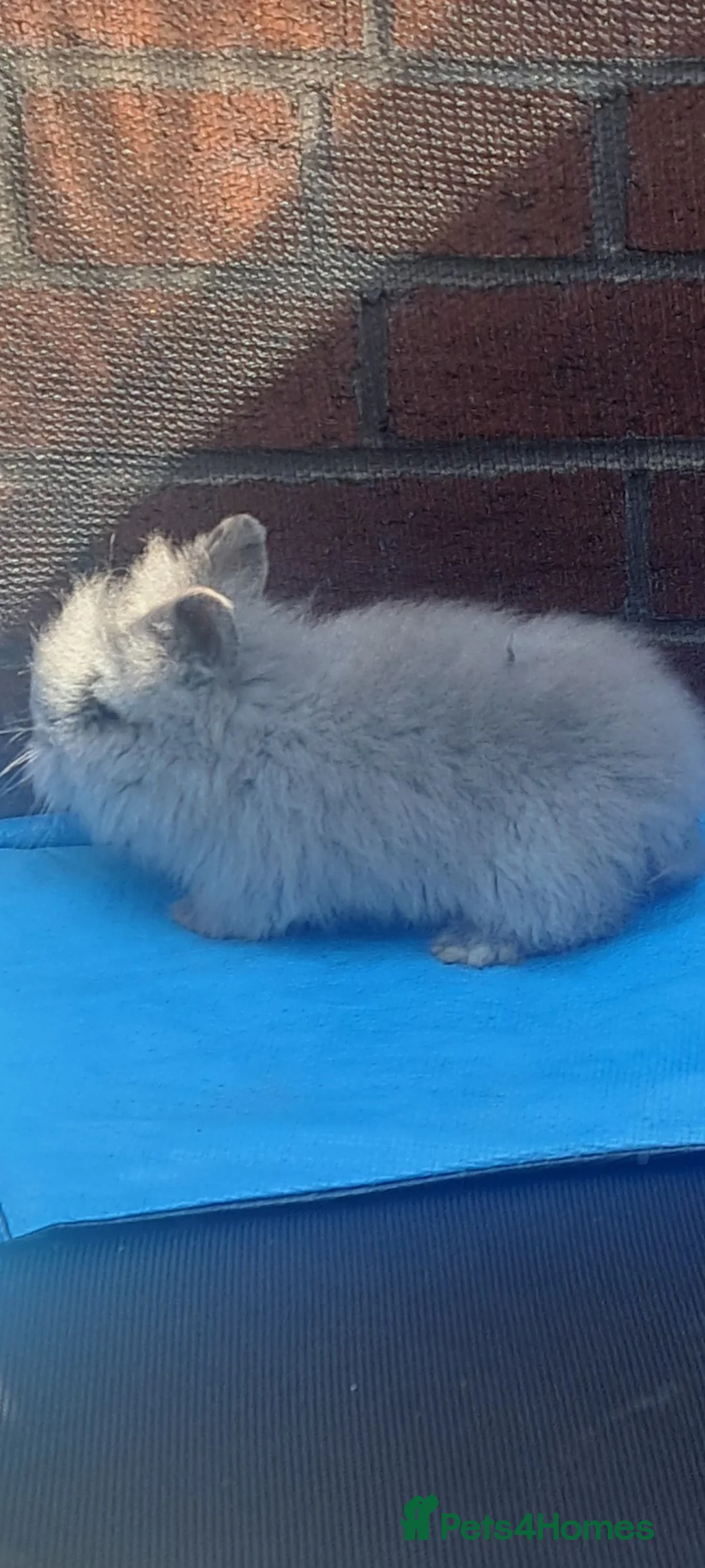 Mini Lion Lop rabbits for sale: Rabitt  - Advert 2
