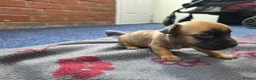 Jack Russell dogs for sale: Beautiful Puppies Jack Russell  - Advert 8