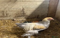 Chickens poultry for sale: Selection of stock cockerels good breeding stock - Image 4