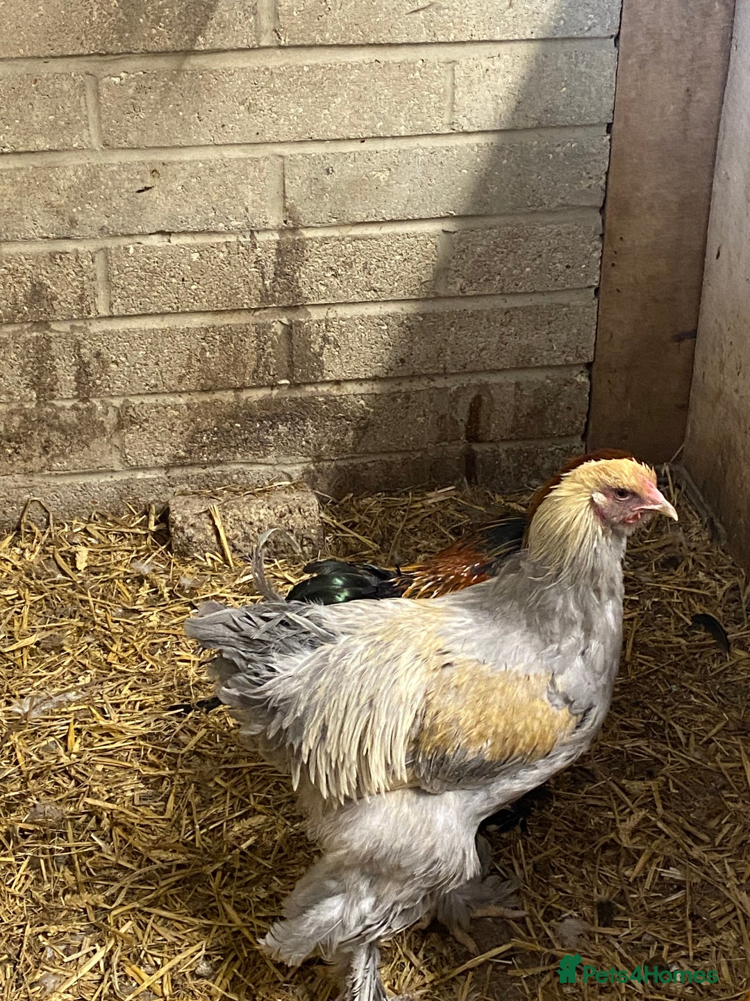 Chickens poultry for sale: Selection of stock cockerels good breeding stock - Image 4