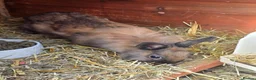 Mixed Breed rabbits for sale: Bunnies in Boldon Colliery - Advert 5