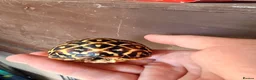 Tortoise reptiles for sale: Indian star tortoise  - Advert 15