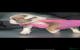 English Bulldog dogs for sale: KC registered English Bulldog Puppies  - Image 20