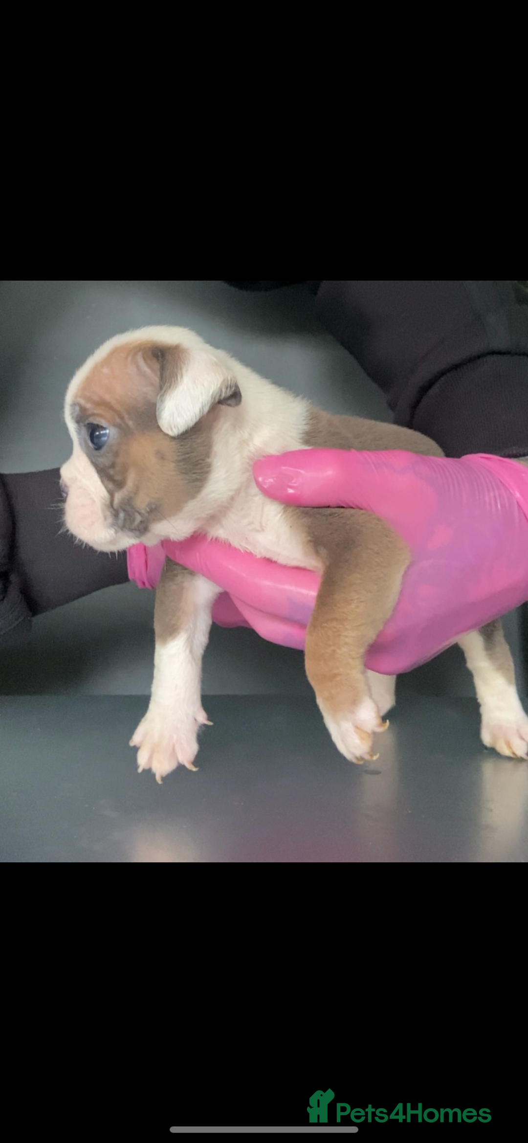 English Bulldog dogs for sale: KC registered English Bulldog Puppies  - Image 20