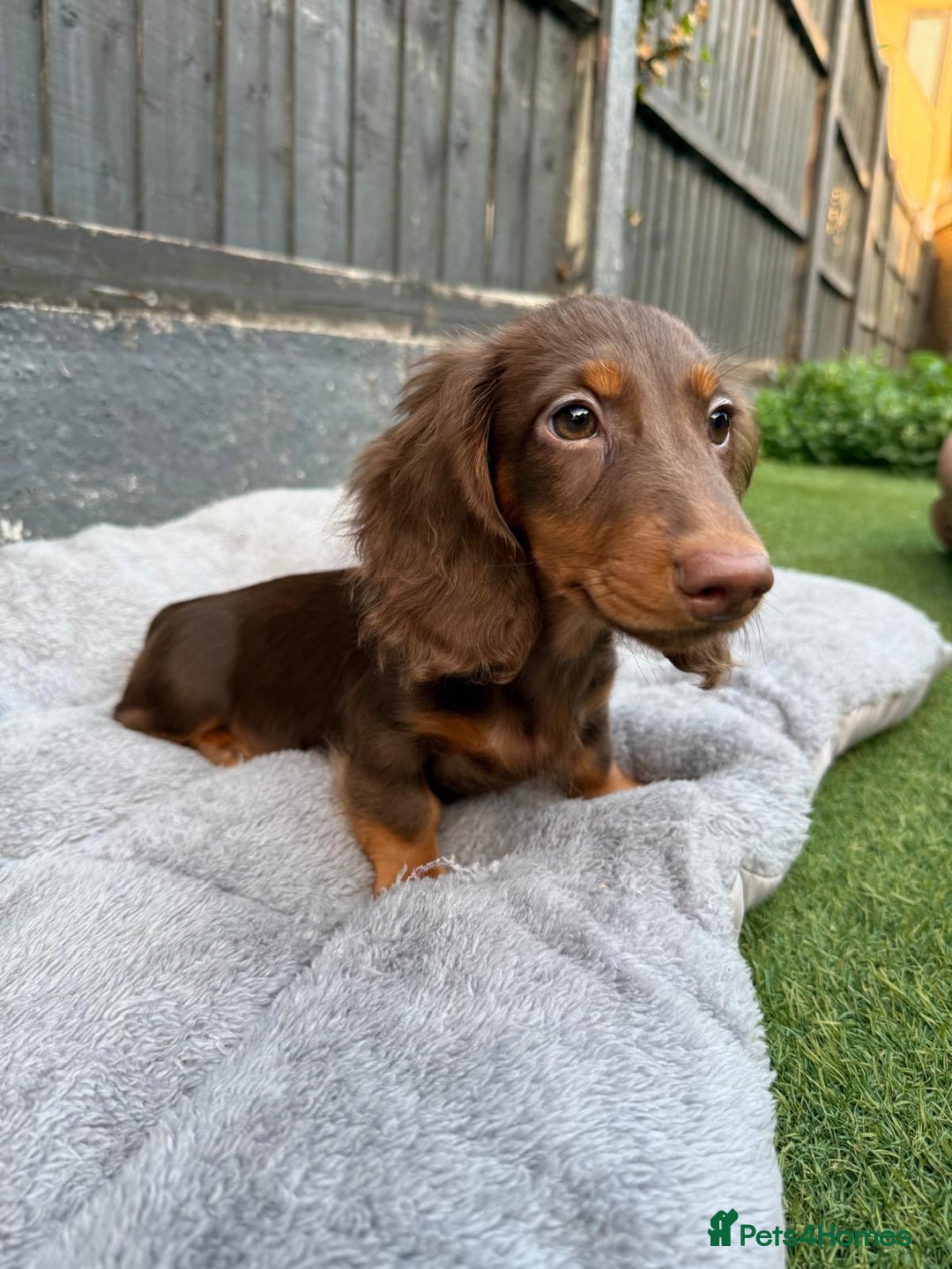 Miniature Dachshund dogs for sale: Last handsome long haired boy left ready now ! - Image 18