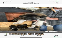 Mixed Breed dogs for sale: GSD X Akita puppies looking for new homes in Oct - Image 11