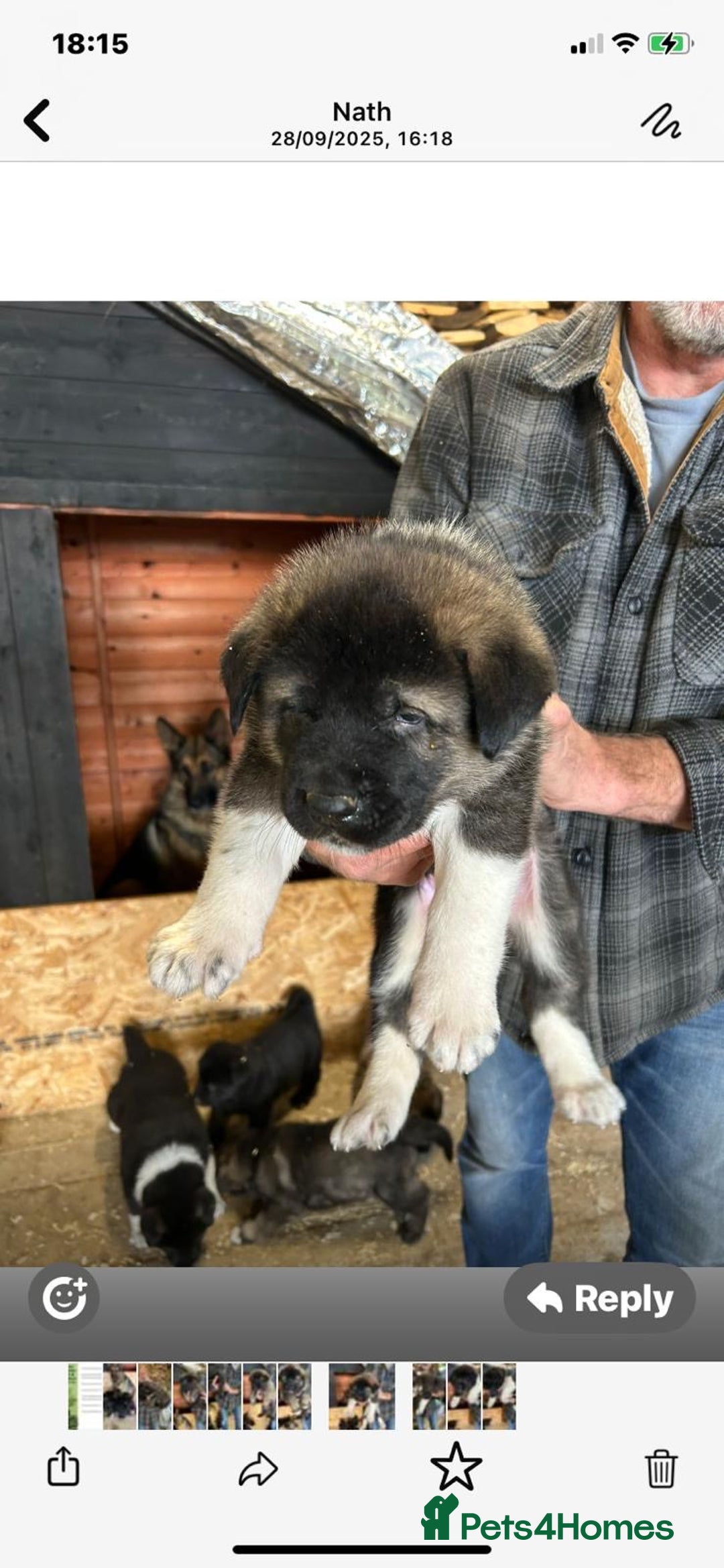Mixed Breed dogs for sale: GSD X Akita puppies looking for new homes in Oct - Image 11
