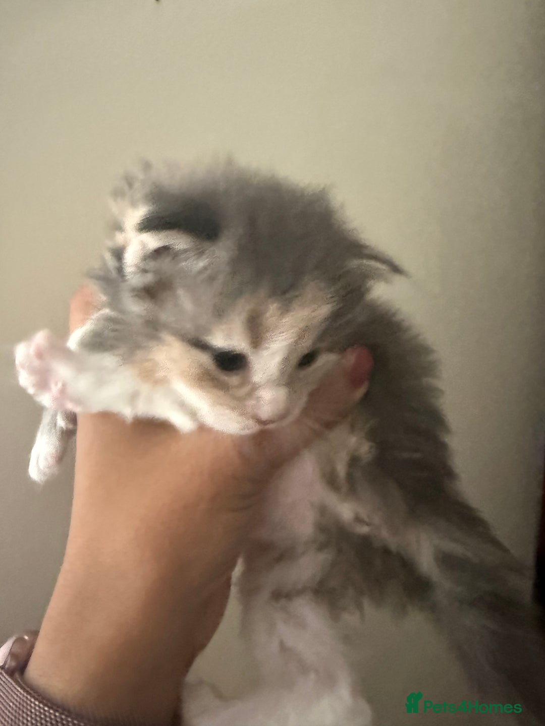 Maine Coon cats for sale: Beautiful torbie Maine Coon kittens - Image 5