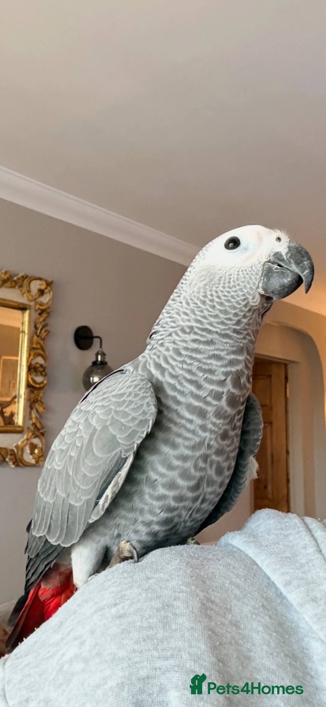 Parrots birds for sale: African Grey Parrot – 14 Weeks Old in Ashford - Advert 1
