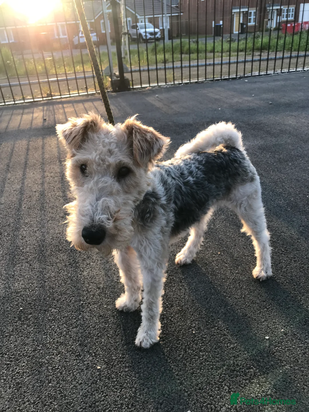 Fox Terrier dogs for sale: *Wire Haired Fox Terrier Pups* - Advert 3