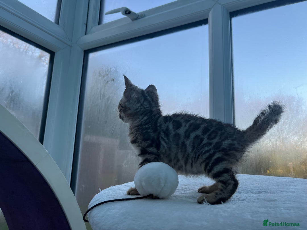 Bengal cats for sale: CUTE SILVER FEMALE BENGAL KITTEN (TICA)  - Advert 12