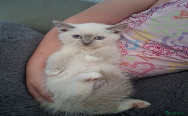British Shorthair cats - Advert 14