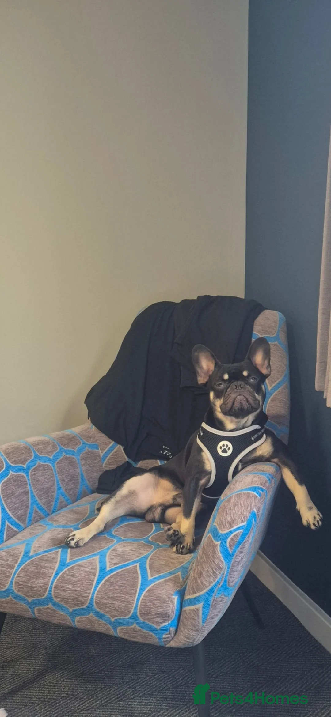 French Bulldog dogs for sale: Male french bulldog  - Advert 3