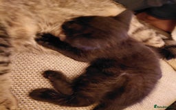 Maine Coon cats for sale: Fluffy shiny half maine coon - Image 6