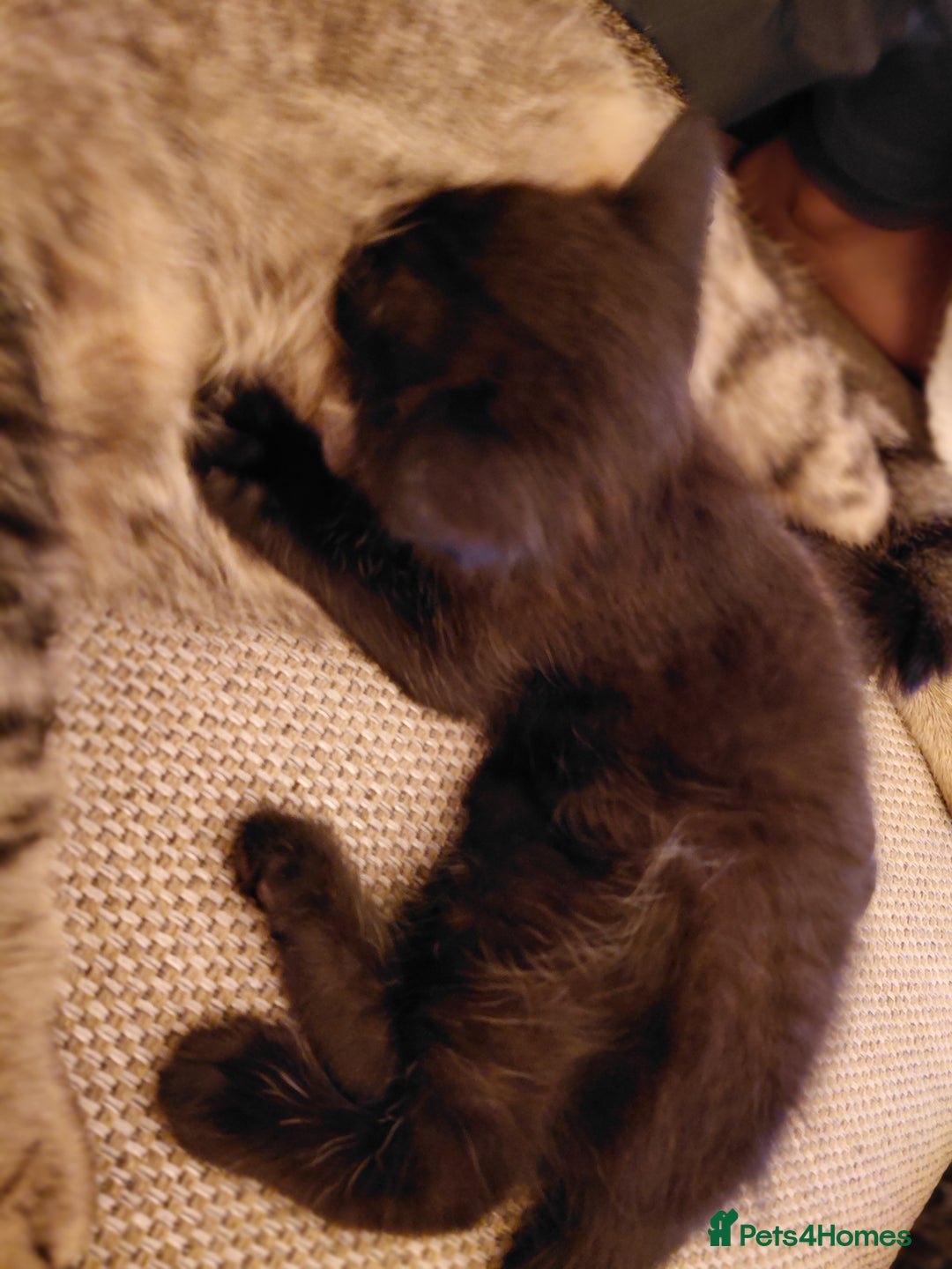 Maine Coon cats for sale: Fluffy shiny half maine coon - Image 6