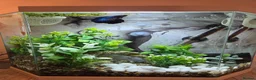 Bettas fish for sale: Male Super Delta Betta & Accessories  in Staines - Advert 4